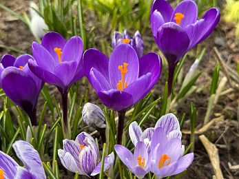 Приглашаем в новую рубрику «Садовые истории» на Истра.РФ