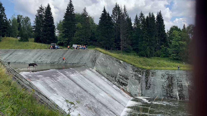 Как спасали лосей на плотине: драматичные подробности