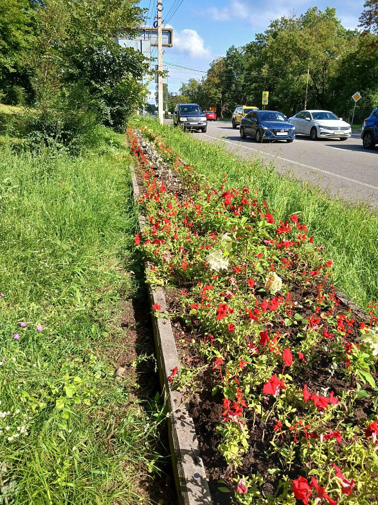 Однолетние цветы в Истре высадили незадолго до первых заморозков