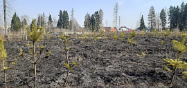 В огне погибли лесные культуры