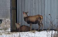 В Подмосковье появились благородные олени