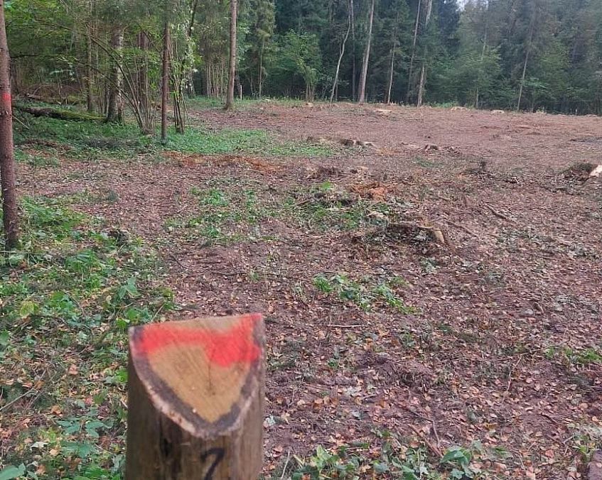 Вблизи Покоево вырубили 0,28 гектара леса