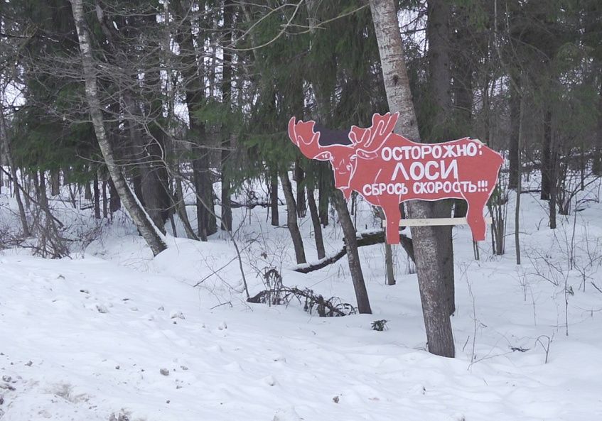 Недалеко от Савельево на трассе сбили лося