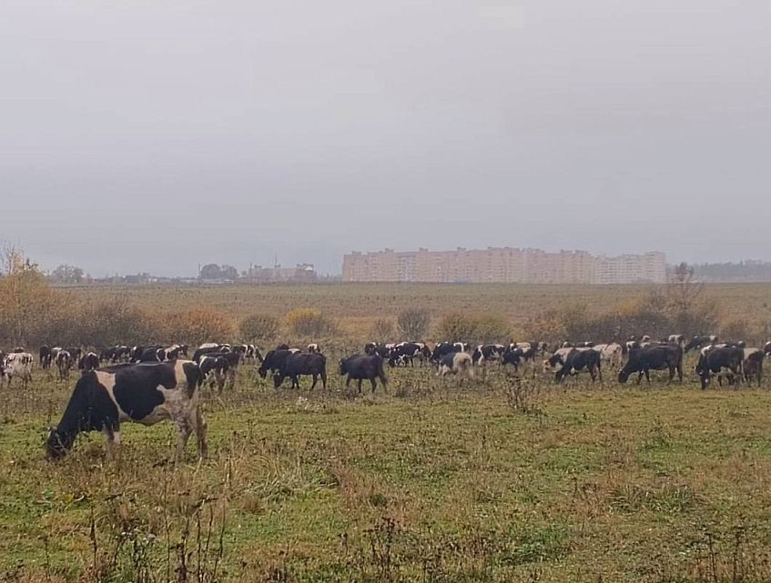 Снегирёвские бурёнки завершили пастбищный сезон