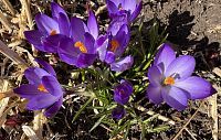 В Снегирях зацвели крокусы