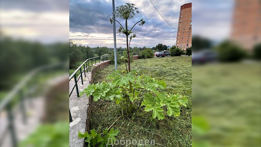 Борщевик не пострадал: коммунальщики не распознали опасное растение