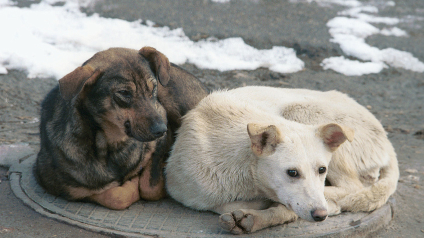 Подмосковье и столица вместе решат проблему бездомных животных