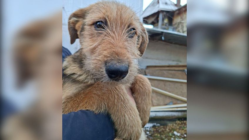 История со счастливым концом: выброшенные щенки в питомнике, им ищут дом