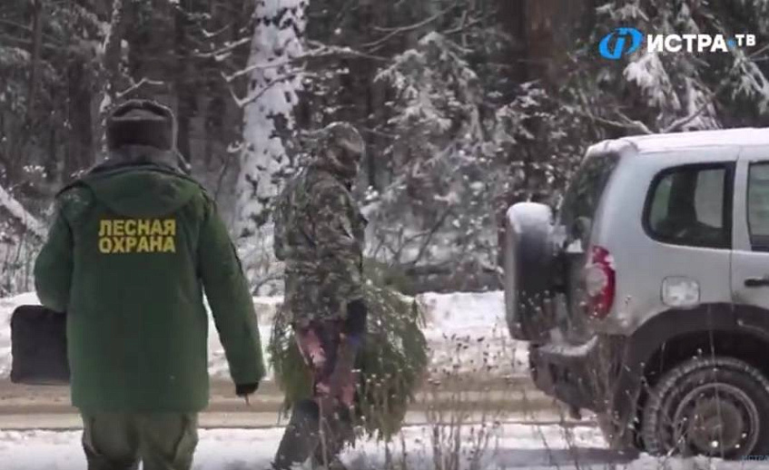 Более 20 нарушителей поймали в истринских лесах
