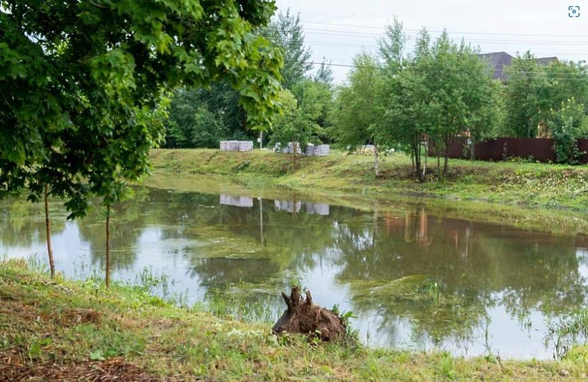 Пруд в деревне Дьяково расчистят в августе