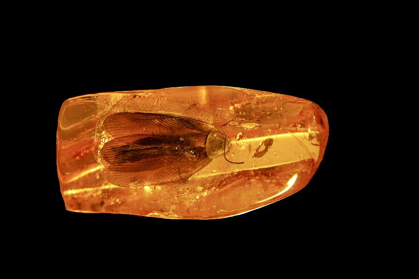 На Янтарном комбинате «Ростеха» нашли древнего таракана