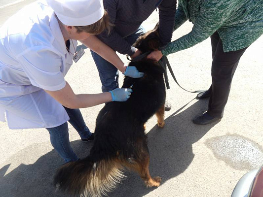 В Истре стартует  бесплатная вакцинация домашних животных