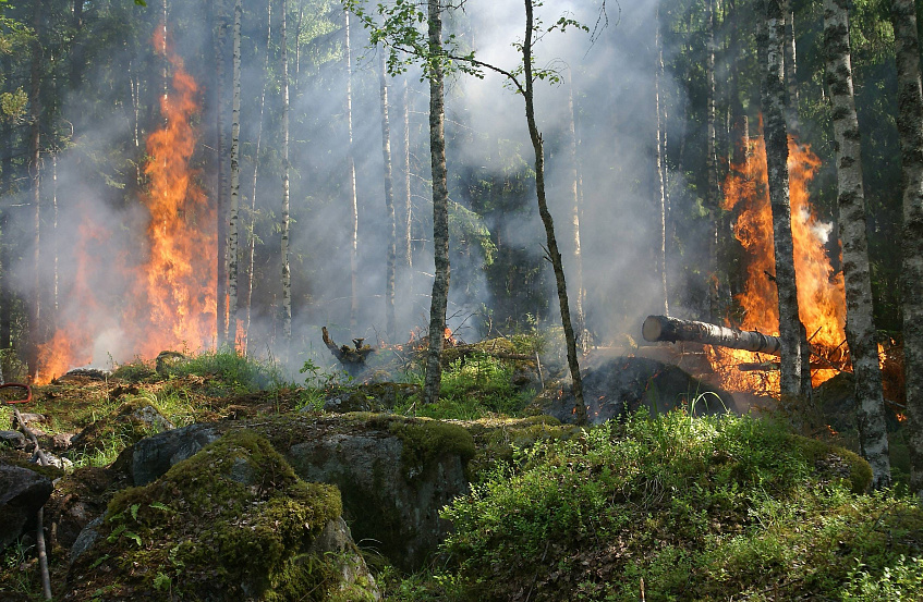 Семь гектаров леса загорелось на границе Истринского и Красногорского округов