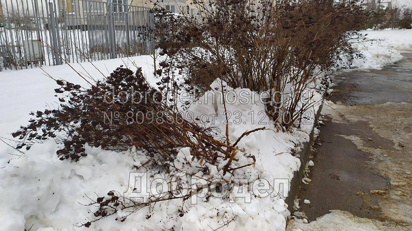 Подрядчик в деревне Чёрная при уборке снега уничтожил кустарники 