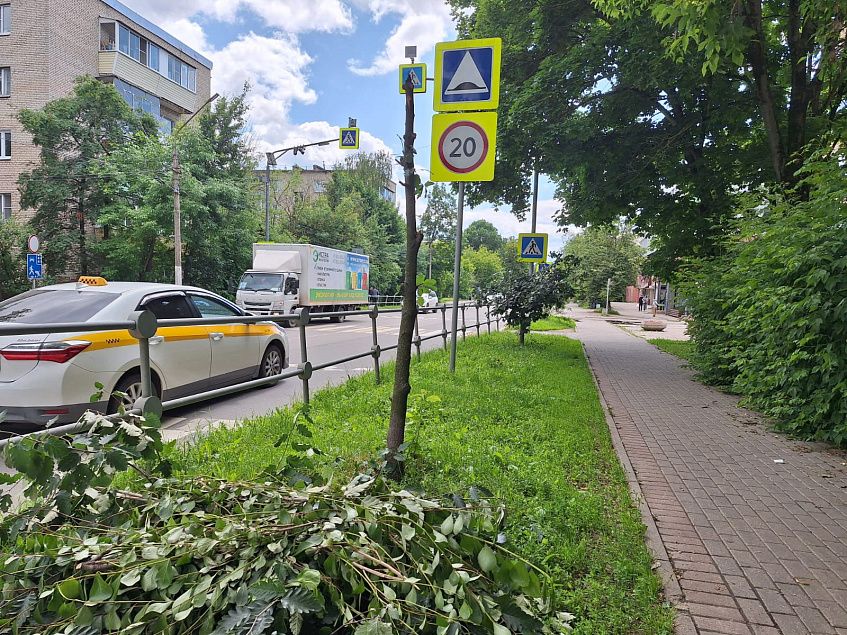 Истринцы возмутились варварской обрезкой деревьев в городе