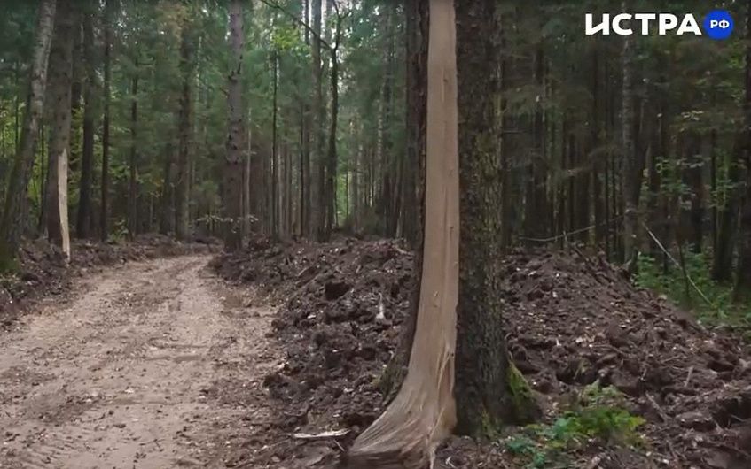 Будущий лесопарк в Лечищево: повреждены деревья, перекрыто русло реки