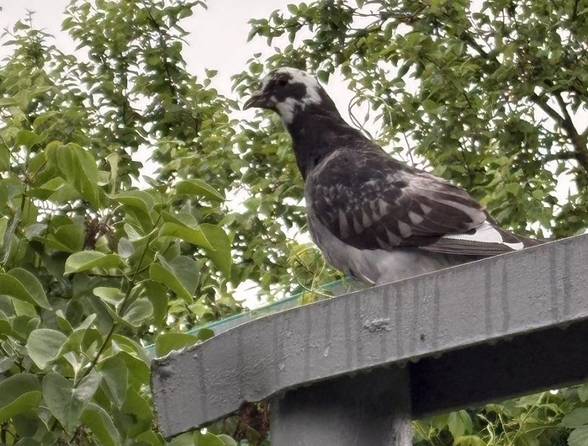 В СНТ под Истрой поселились домашние голуби