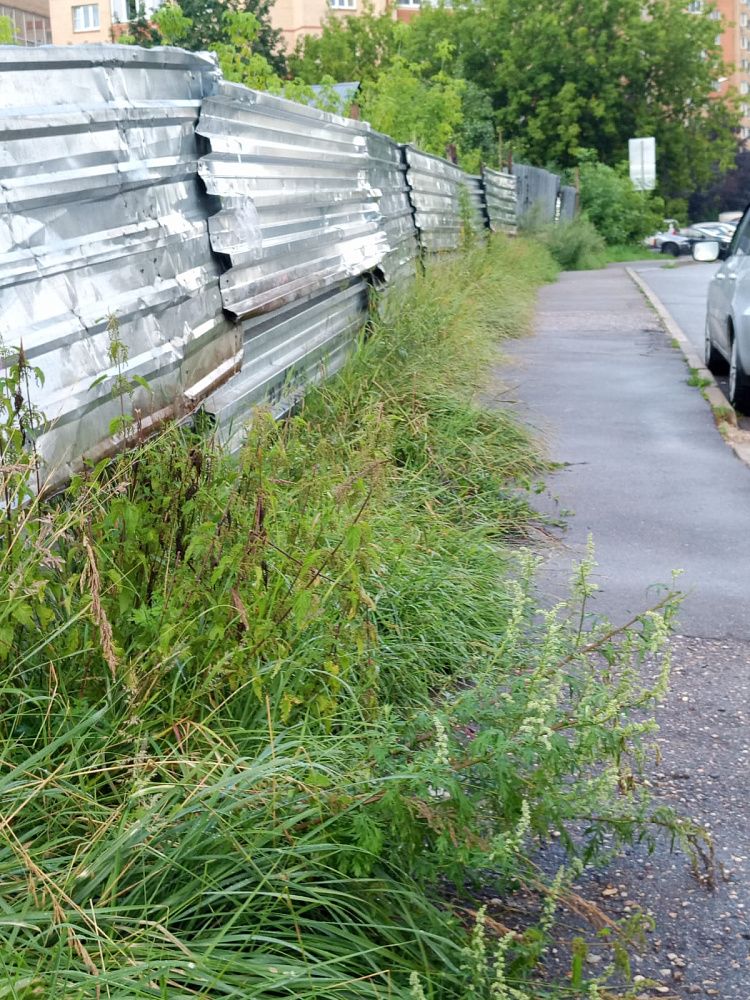 Бурьян и заброшка: что скрывает страшный забор в Истре