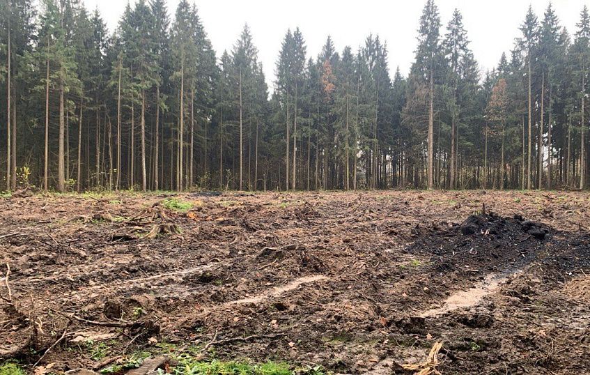 В Истре посадят хвойный лес на 5 участках 