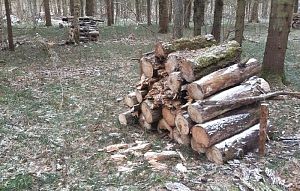 В лесу между станциями Опалиха и Аникеевка уберут неликвидную древесину
