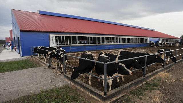 Молочно-товарную ферму построят в Подмосковье