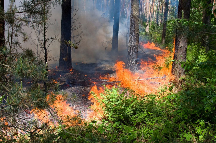  В Истринском лесничестве ликвидировали 9 пожаров 