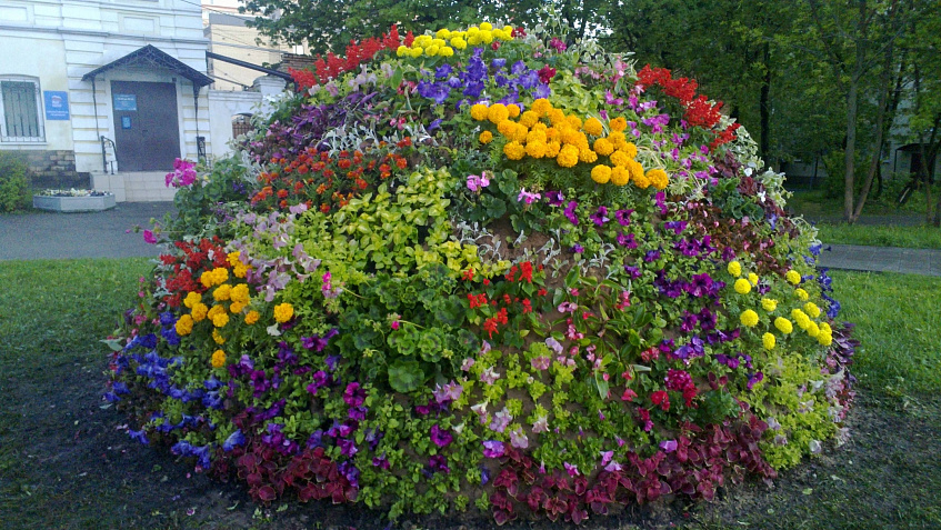 Истра цветёт и пахнет: в округе высадят более 300 тысяч цветов
