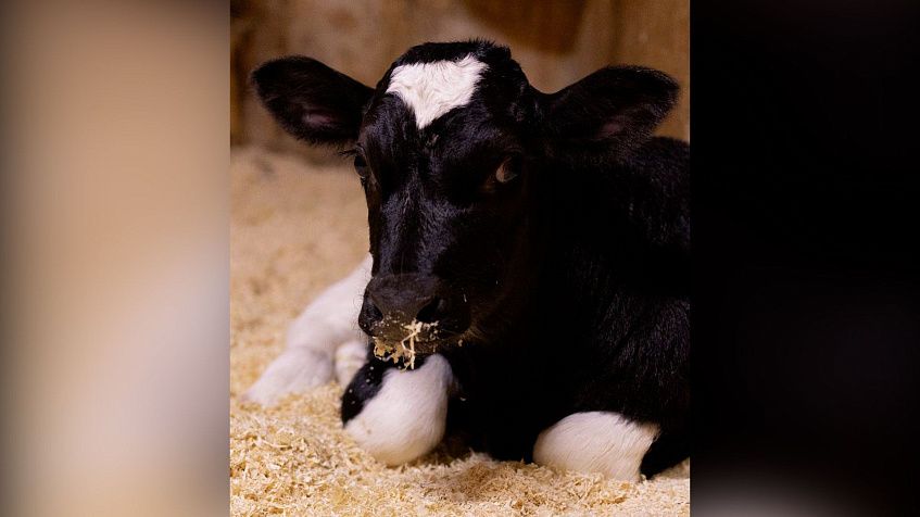 На ферме у Сироты появилась Сказка