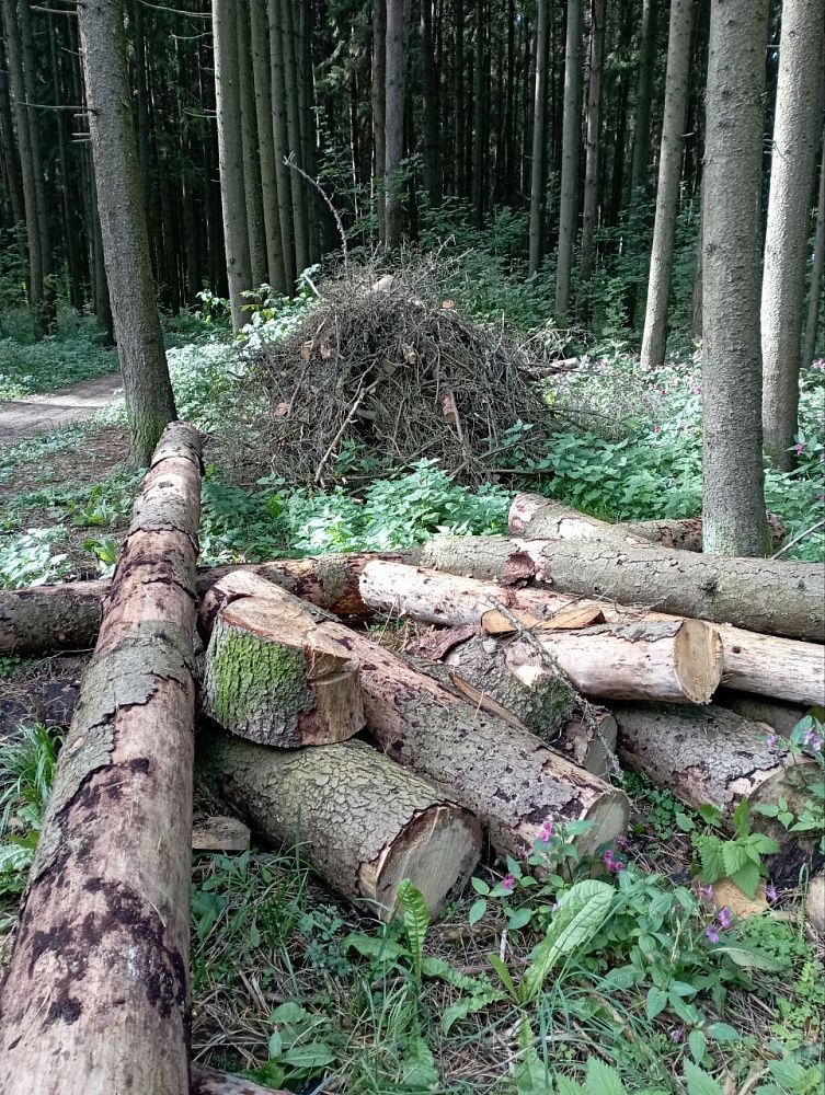 Бурелом собрали в кучи: глебовчане не заметили существенных улучшений в лесополосе