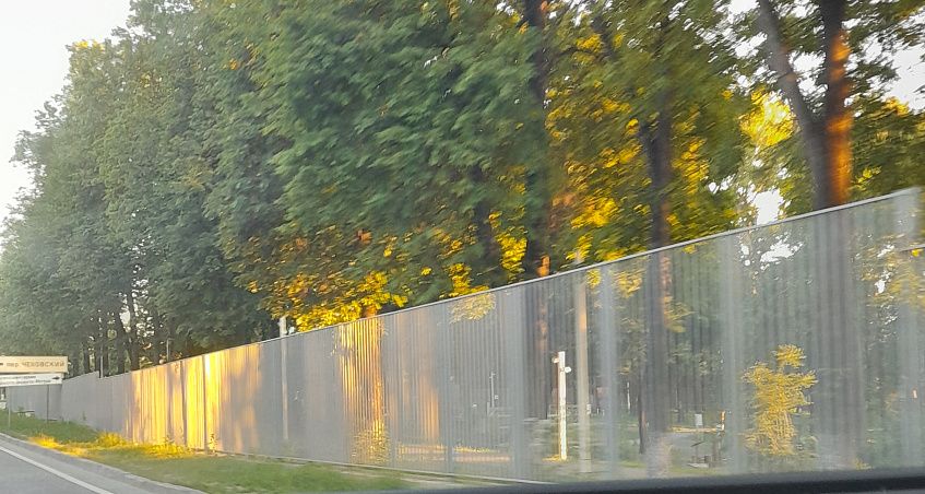 Вишнёвую берёзу высадят в Центральном парке Истры