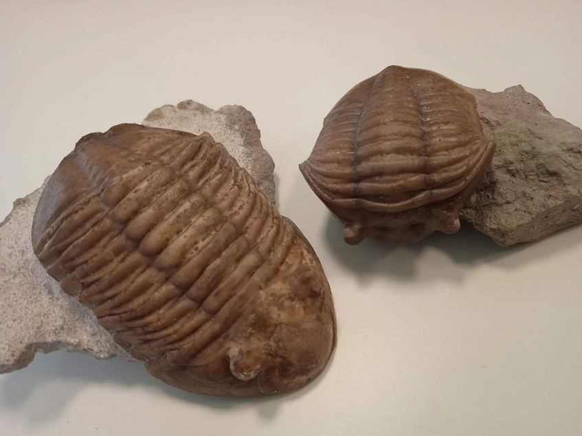 Музею истории мироздания подарили трилобитов