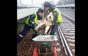 Волонтёры борются за жизнь пса, сбитого поездом вблизи платформы Чеховская