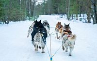 Организации катания на собачей упряжке в истринских парках обойдётся почти в 2 миллиона