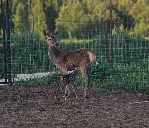  В Подмосковье родился бэмби