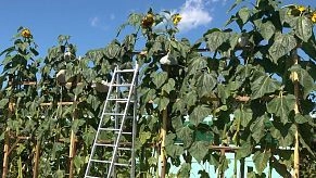 Кабачок-гигант обеспечил семью заготовками на всю зиму