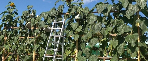 Кабачок-гигант обеспечил семью заготовками на всю зиму