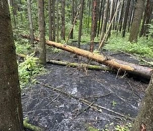 Лесу и роднику в Ивановском угрожает экологическая катастрофа  