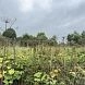 Заросший борщевиком участок в Лесодолгоруково выставили на продажу за миллион