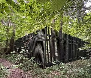 Сумма штрафов за захват леса выросла больше чем в два раза