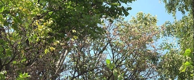 Лесополоса от Советской до Рычково станет чище
