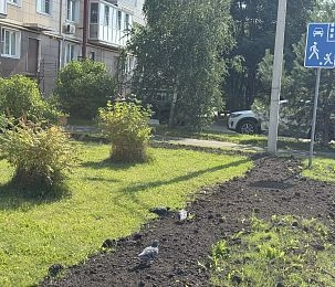 Новые газоны в Восточном понравились птицам