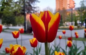 Столичные цветоводы помогли чиновникам Истры сэкономить бюджет