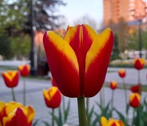 Тюльпановый бюджет Истры