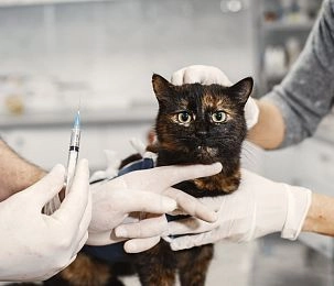 Бесплатная выездная вакцинация животных от бешенства