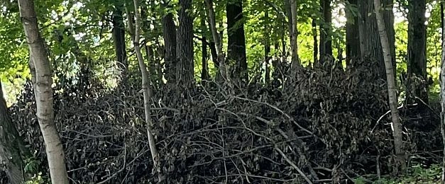 Парк Боева в Сокольниках: от благородного замысла — к куче сухих веток