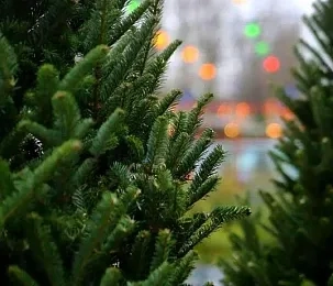 В ЦППК разъяснили, нужен ли ёлке билет на электричку