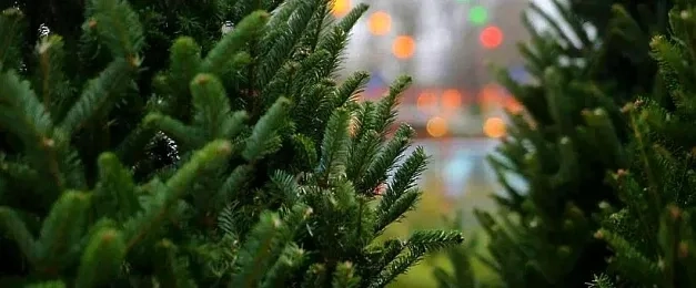 В ЦППК разъяснили, нужен ли ёлке билет на электричку