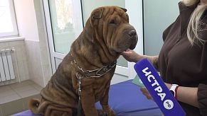 Безопасный сезон: ветеринар из Дедовска — о прививках, клещах и домашних питомцах