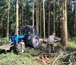 В Истринском лесничестве приступили к санитарной уборке