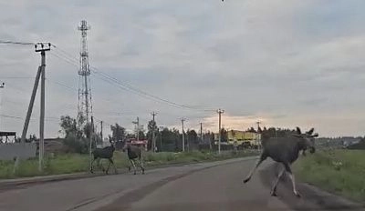 Семью лосей заметили в Духанино